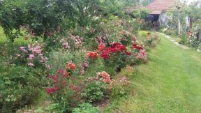 Vaše bašte: vrt uživanja i ljubavi Dobrile Pavlović iz Ratara kod Smederevske Palanke