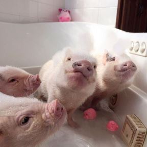 Prasići kao kućni ljubimci: par svinja Prisila i Popleton zabavlja stotine hiljada ljudi na Internetu (FOTO)