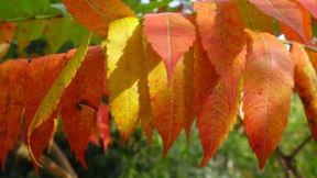 Vaše bašte: divna jesenja priča romantične bašte porodice Rajičić iz Velikog Gradišta (FOTO)
