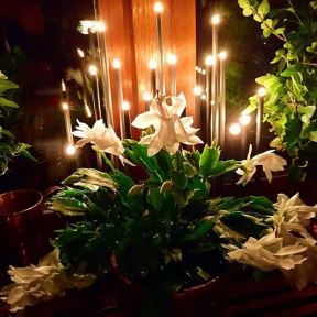 3 saveta za cvetanje božićnog kaktusa: evo kako da negujete čarobnu prazničnu biljku (FOTO GALERIJA + ARANŽMANI)