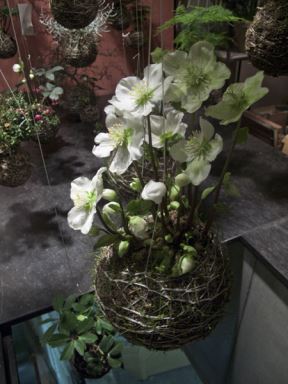 CVETNE KUGLE U DOMU: neobičan ukras i efektan poklon za ljubitelje cveća