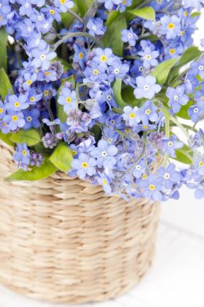 NAJLEPŠA BAŠTA ZA POČETAK PROLEĆA: 6 vrsta cveća koje možete da zasadite u prvim prolećnim danima