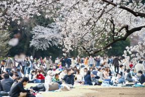 Cvat trešnje u Japanu