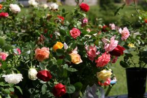 Ruže možete da gajite i u saksijama: evo kako da im obezbedite dobar start