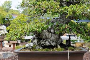 Prva dama bonsaija: Keri Šaner je majstor odgajanja minijaturnih biljaka