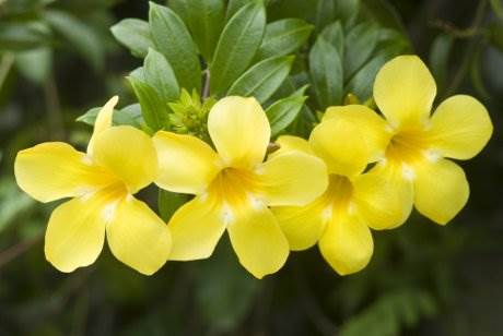 zlatna_truba_alamanda_980126096.jpg