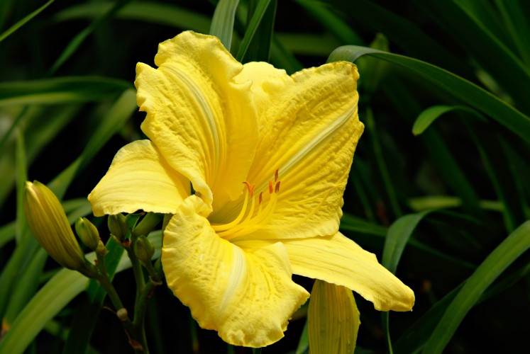 7 vrsta cveća za letnji raj u dvorištu