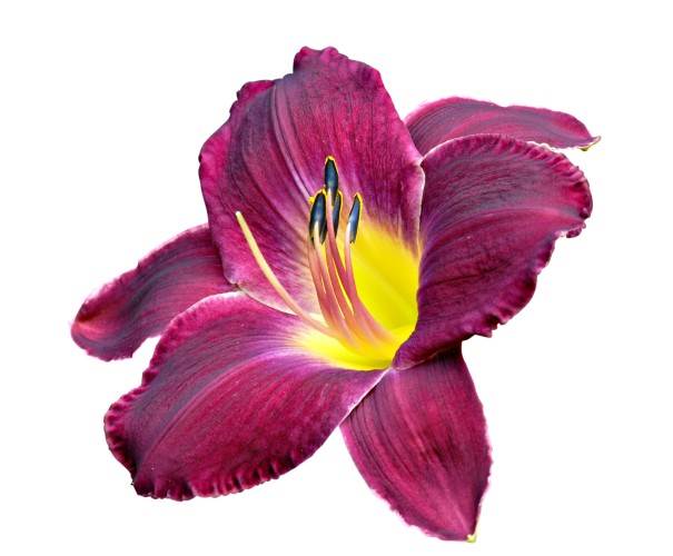 7 vrsta cveća za letnji raj u dvorištu