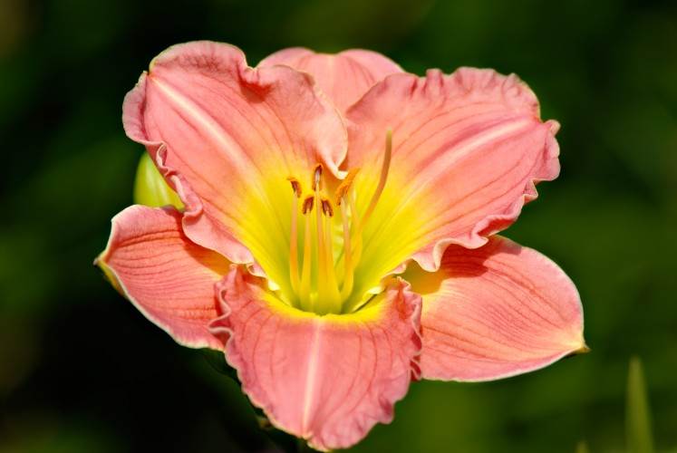 7 vrsta cveća za letnji raj u dvorištu