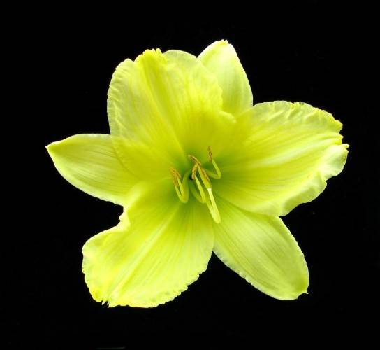 7 vrsta cveća za letnji raj u dvorištu