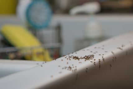 Kako se rešiti mrava prirodni načini