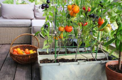 Kako jednostavno gajiti paradajz u bašti ili na terasi