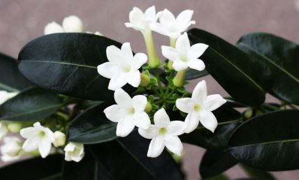 stefanotis madagaskarski jasmin.jpg