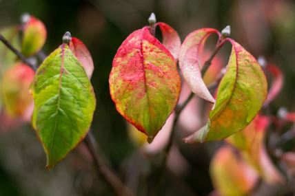 Cornus Florida Rainbow japanski dren.jpg