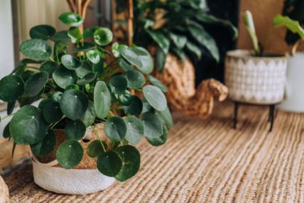 Pilea peperomioides kinesko drvo novca.jpg