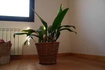 aspidistra radijator.jpg