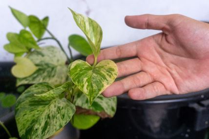 potos zlatni brsljan djavolji brsljan.jpg