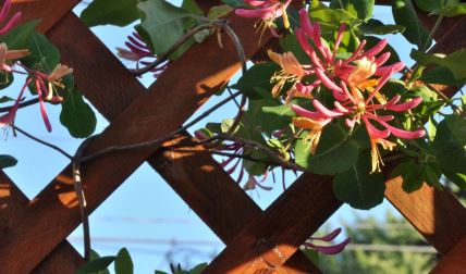 lonicera orlovi nokti.jpg