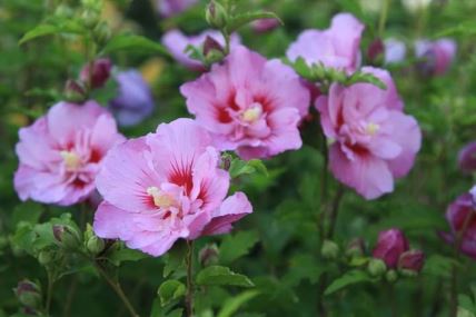 hibiskus 1.jpg