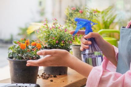 sobne biljke cvece.jpg