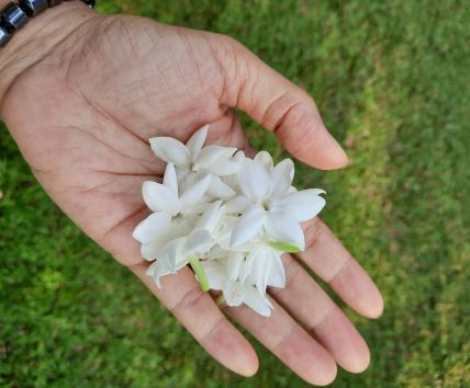 jasmin.jpg
