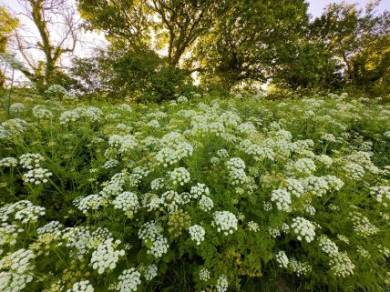 kukuta otrovna biljka 2.jpg