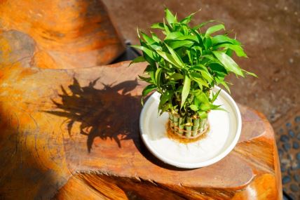 Srećni bambus je najbolja biljka za kuću