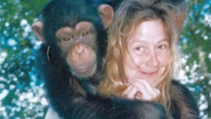 Šimpanza i žena zajedno živeli u kući