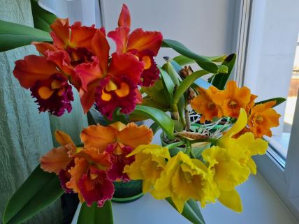 katleja orhideje.jpg