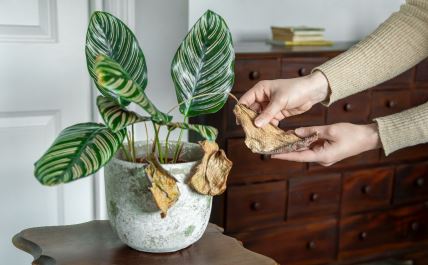 kalateja sa zutim liscem.jpg