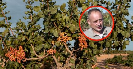 pistaci u srbiji.jpg