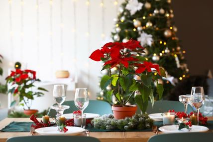 božićna zvezda.jpg