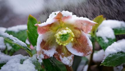 heleborum kukurek.jpg