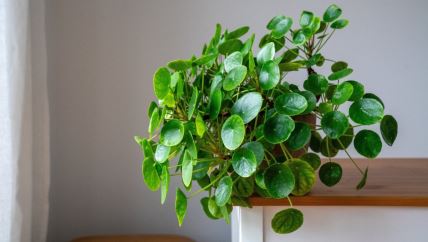 Pilea sobna biljka