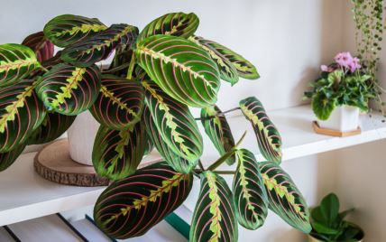 maranta 01.jpg