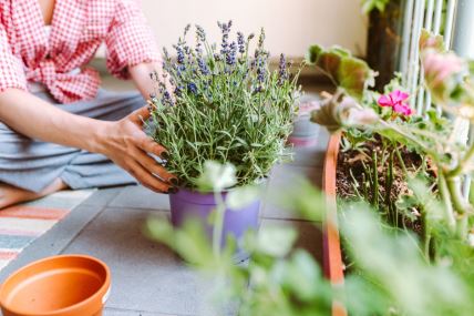 Lavanda u saksiji