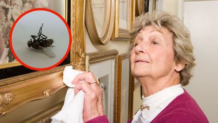 žena čisti kuću test mrtve muve