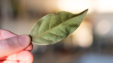 Lovorov list za prihranu cveća i biljaka_2242429189.jpg