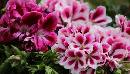 kako se gaje muškatle pelargonijum