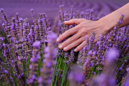 Lavanda