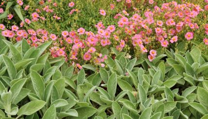 Stachys byzantina zekine usi.jpg