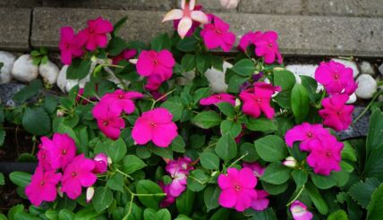 lepi jova Impatiens.jpg