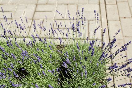 lavanda_2538539677.jpg