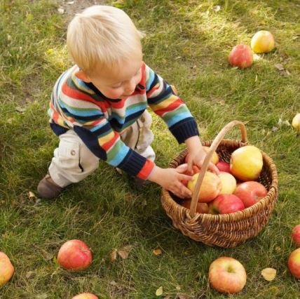 5 najlepših sorti jabuka: saveti za upotrebu u ishrani