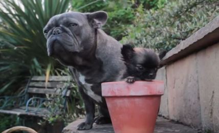 Minut smeha: upoznajte Diznija, psa koji je toliko mali da misli da je mačka! (FOTO+VIDEO)
