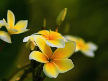 IDEALNE BILJKE ZA TERASE I MALA DVORIŠTA: 9 cvetnica koje možete da gajite u saksiji (FOTO)