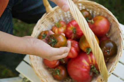 UPOZORENJE: evo zašto ne treba da čuvate paradajz u frižideru