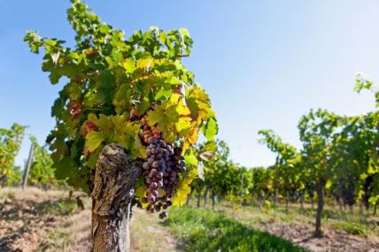 Koje je najbolje vreme da se posadi vinova loza i koje su najbolje sorte za grožđe i za hladovinu (FOTO)