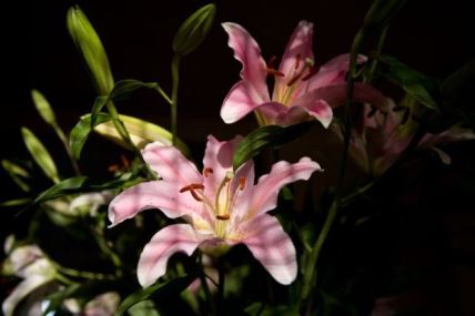 VATRENI LJILJANI ZA NAJLEPŠE DVORIŠTE: evo zašto ljiljani treba da cvetaju u svakoj bašti (FOTO + VIDEO)