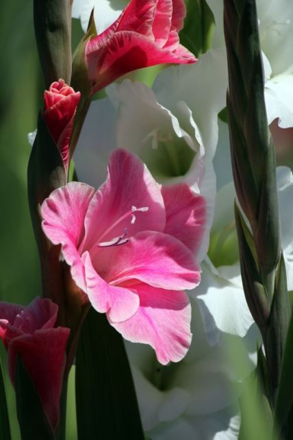 Kako se pravilno neguju gladiole: visoko cveće koje krasi najlepša dvorišta u Srbiji (FOTO + VIDEO)